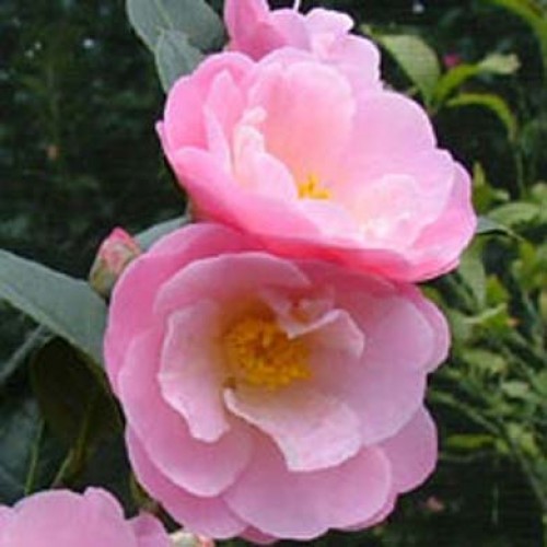 Camellia Nicky Crisp | ScotPlants Direct